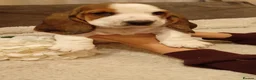 Basset Hound dogs for sale: Beautiful basset hounds - Advert 4