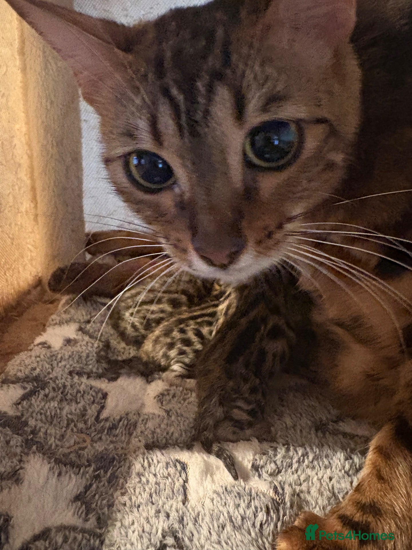 Bengal cats Registered and pedigreed Bengal cubs.  - Advert 1