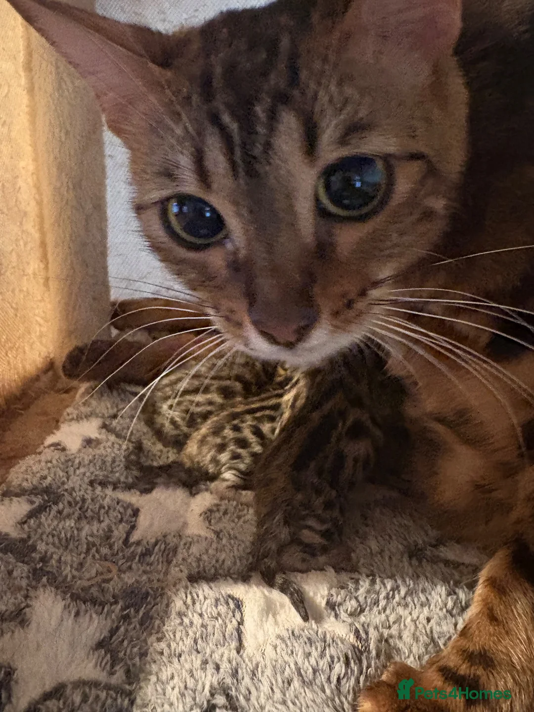 Bengal cats for sale: Registered and pedigreed Bengal cubs.  - Advert 1