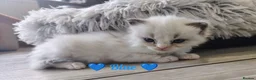 Ragdoll cats for sale: 6 beautiful pure ragdoll kittens in Bishop's Stortford - Advert 8