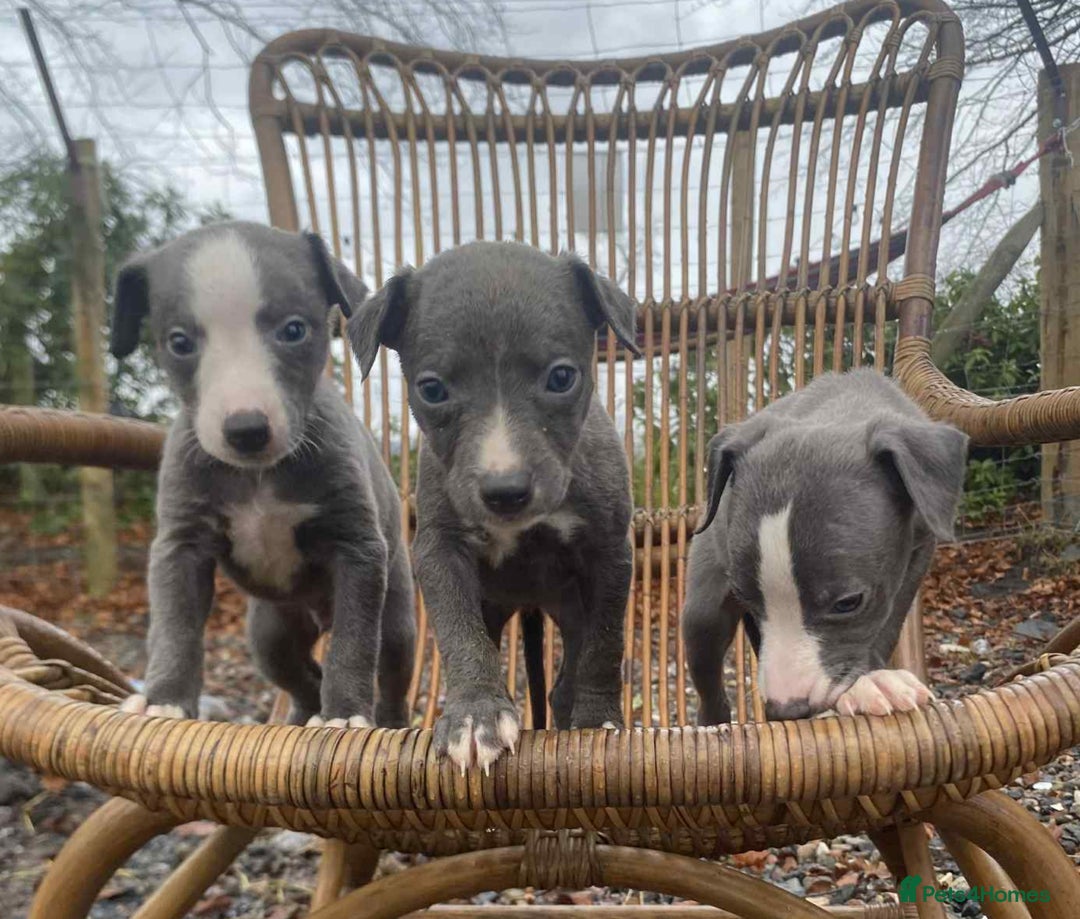 Whippet dogs for sale: Stunning whippet pups - Advert 6