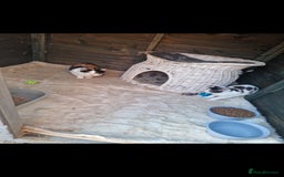 Mixed Breed cats for sale: Beautiful kittens for sale  - Advert 3