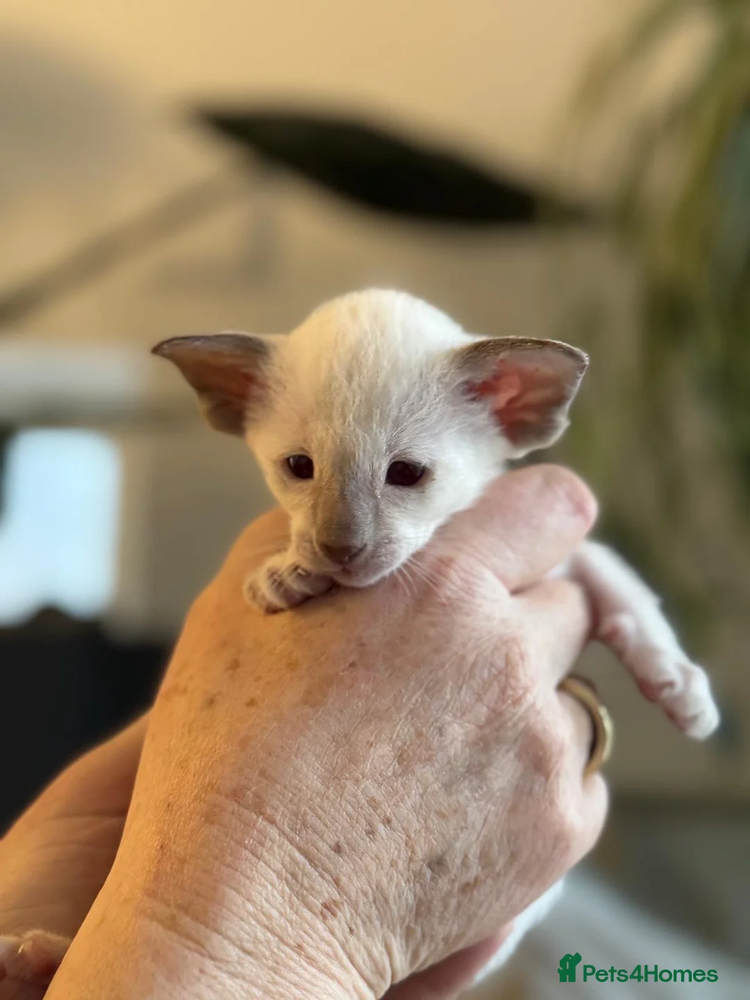 Siamese cats for sale: Stunning Oriental and Siamese kittens - Advert 7