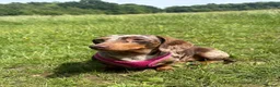 Miniature Dachshund dogs for sale: miniature dapple boys  - Advert 24