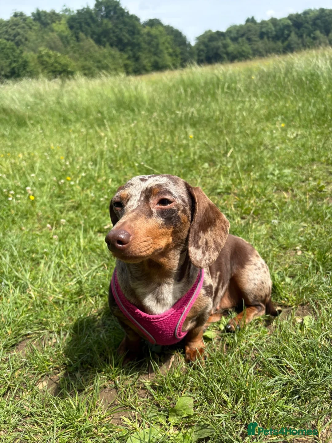 Miniature Dachshund dogs for sale: miniature dapple boys  - Advert 24