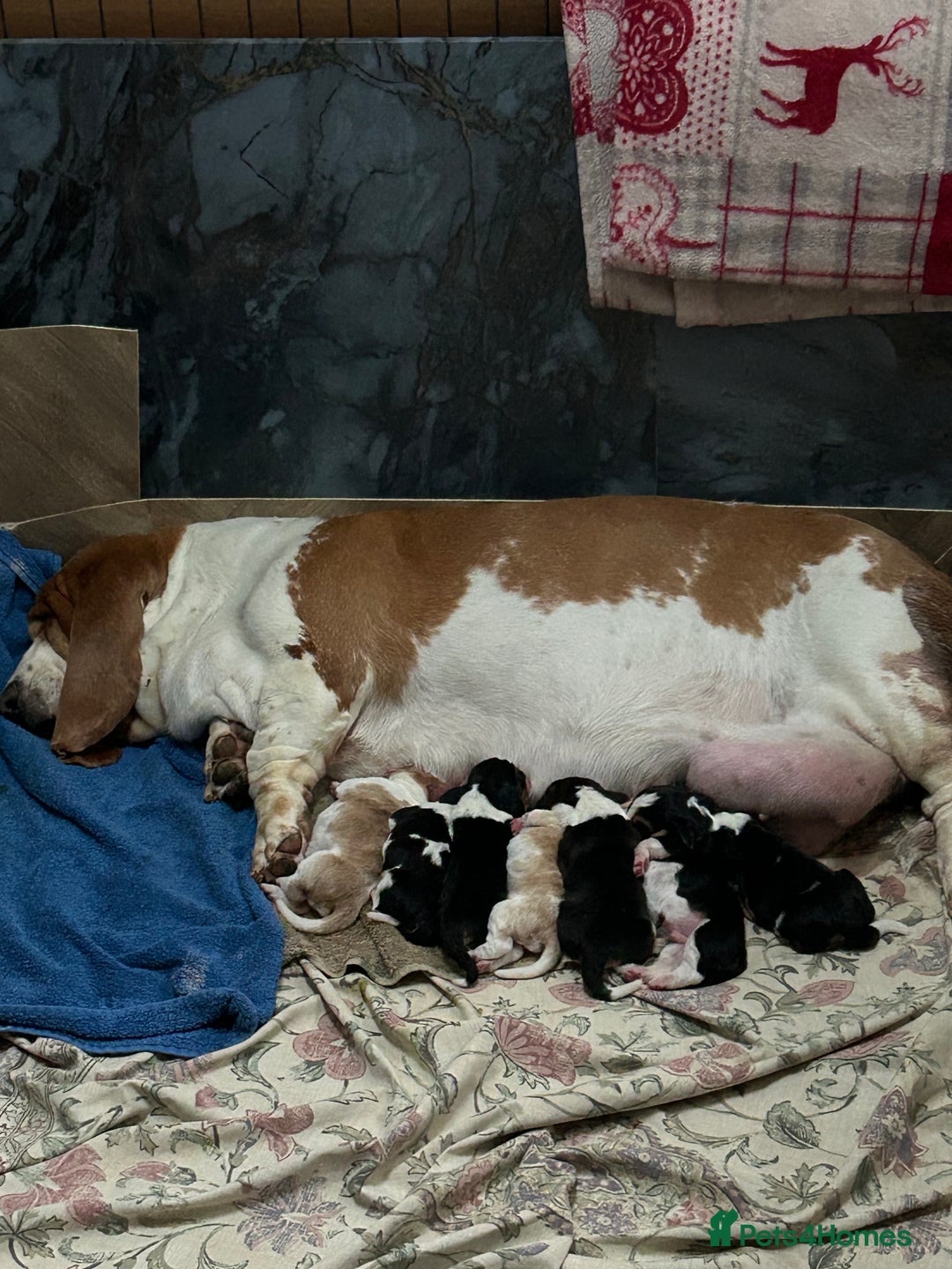 Basset Hound dogs for sale: Basset hound puppies for sale!! KC reg. - Image 11