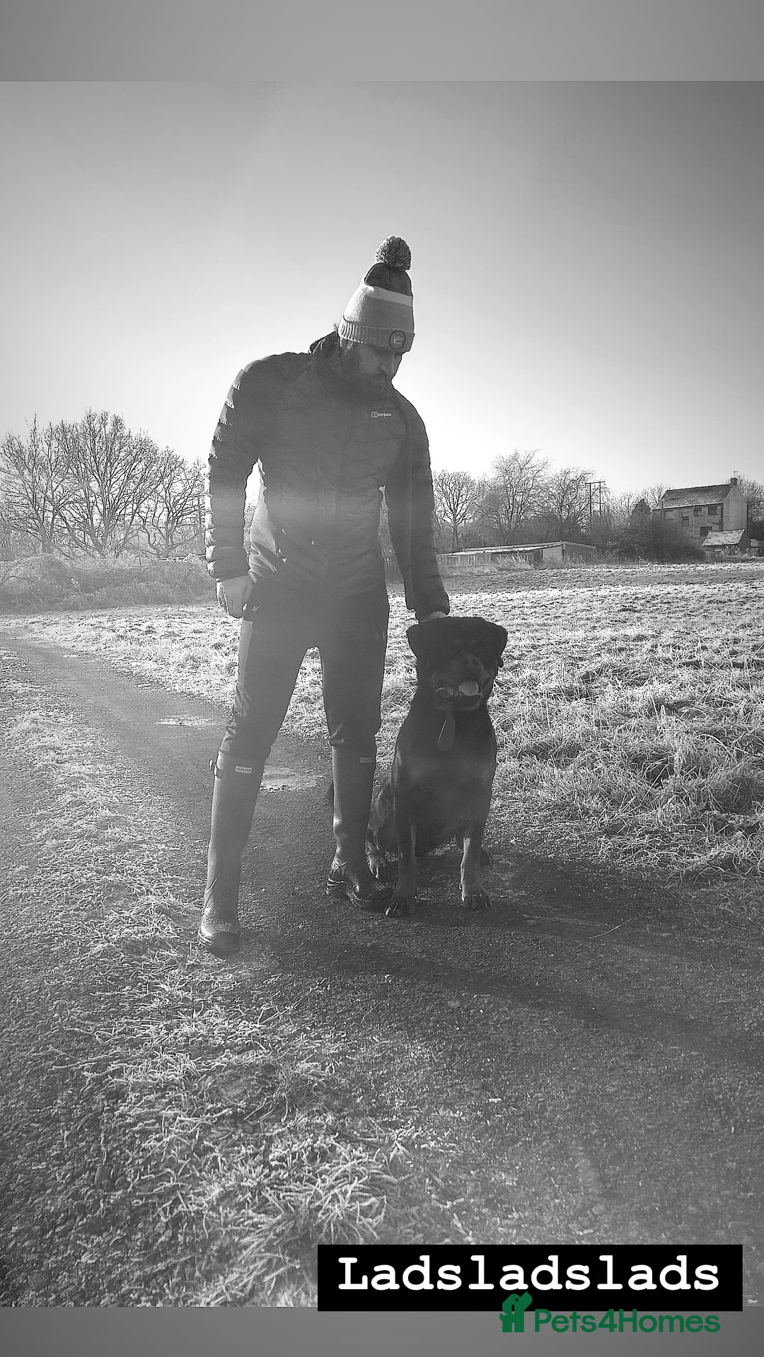 Rottweiler dogs for stud: Serbian Import - OTTO for stud  in Doncaster - Advert 8