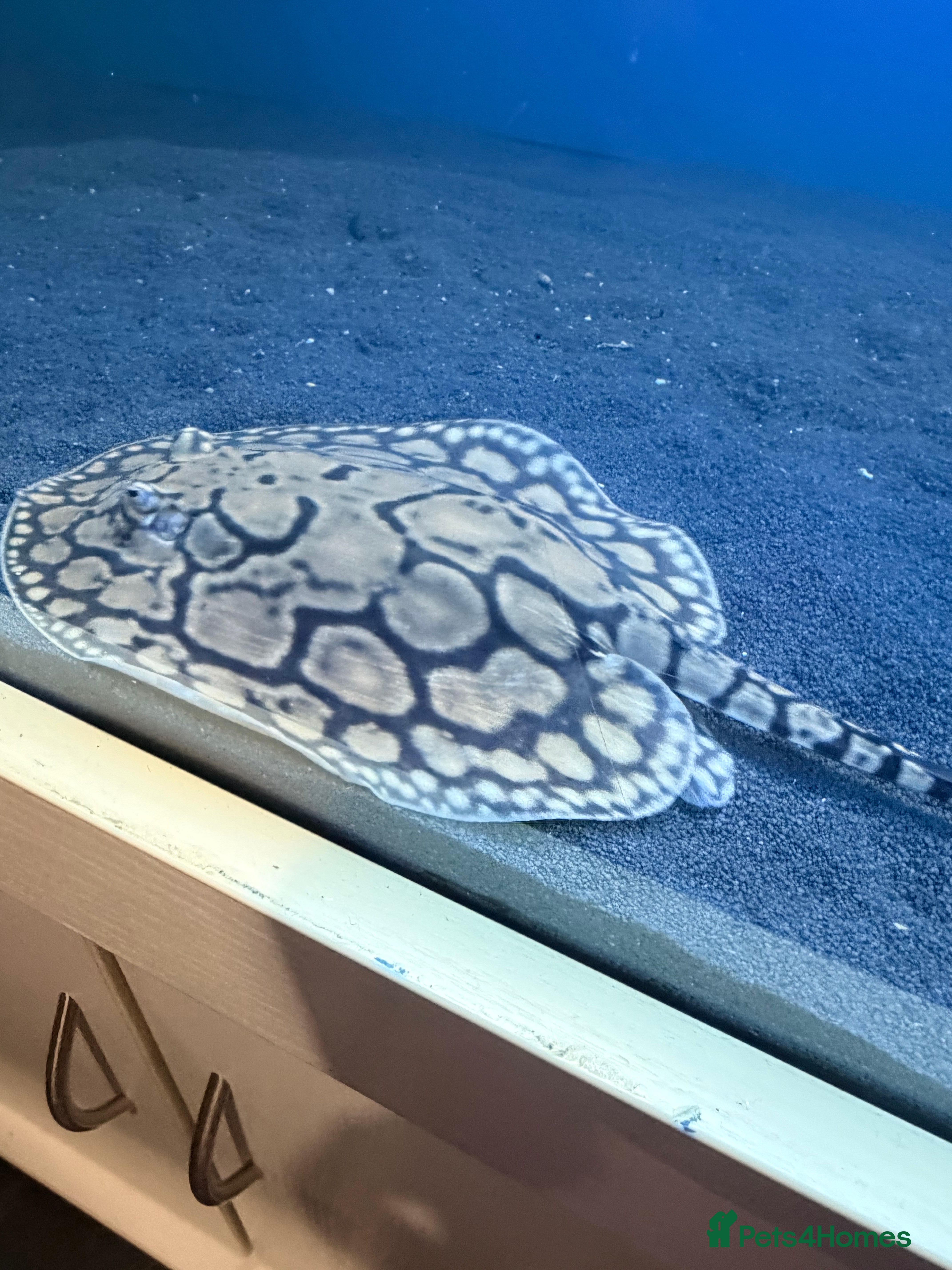 Other/Mixed Breed fish Three stingrays for sale!! - Advert 4