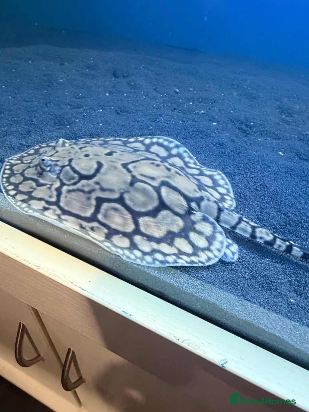 Other/Mixed Breed fish for sale: Three stingrays for sale!! - Advert 1