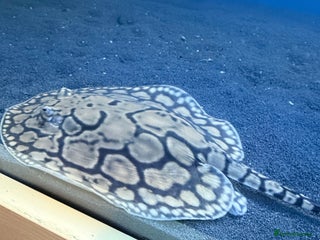 Other/Mixed Breed fish Three stingrays for sale!! - Advert 4