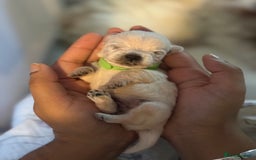 West Highland Terrier dogs for sale: West Highland Terrier Puppies for Loving Homes - Image 37