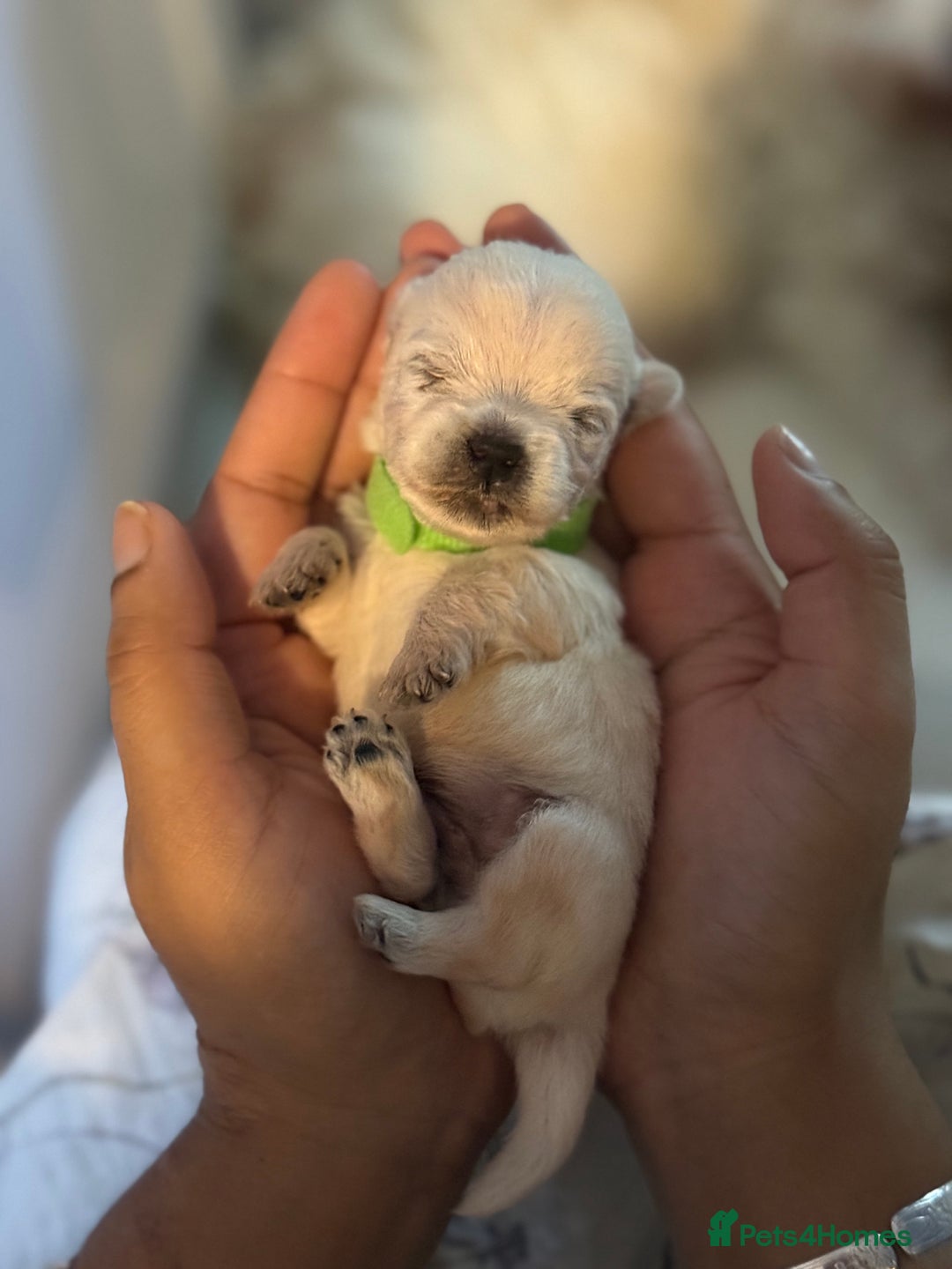 West Highland Terrier dogs for sale: West Highland Terrier Puppies for Loving Homes - Image 37