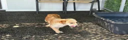 Mixed Breed dogs for adoption: Boba - Dereham Norfolk  in Dereham - Advert 4