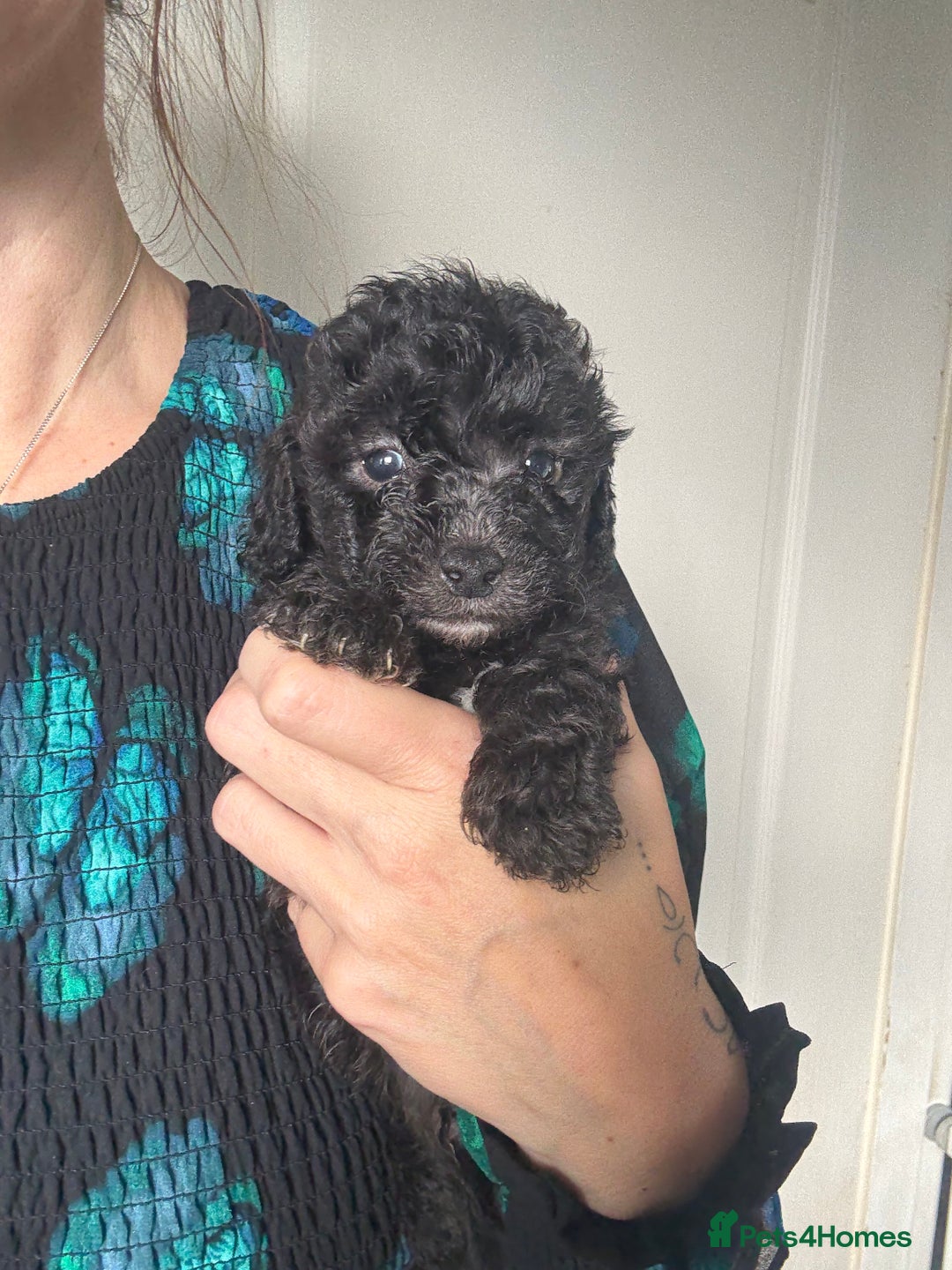 Shihpoo dogs for sale: Shihpoo 3 boys/1 girl - Advert 5