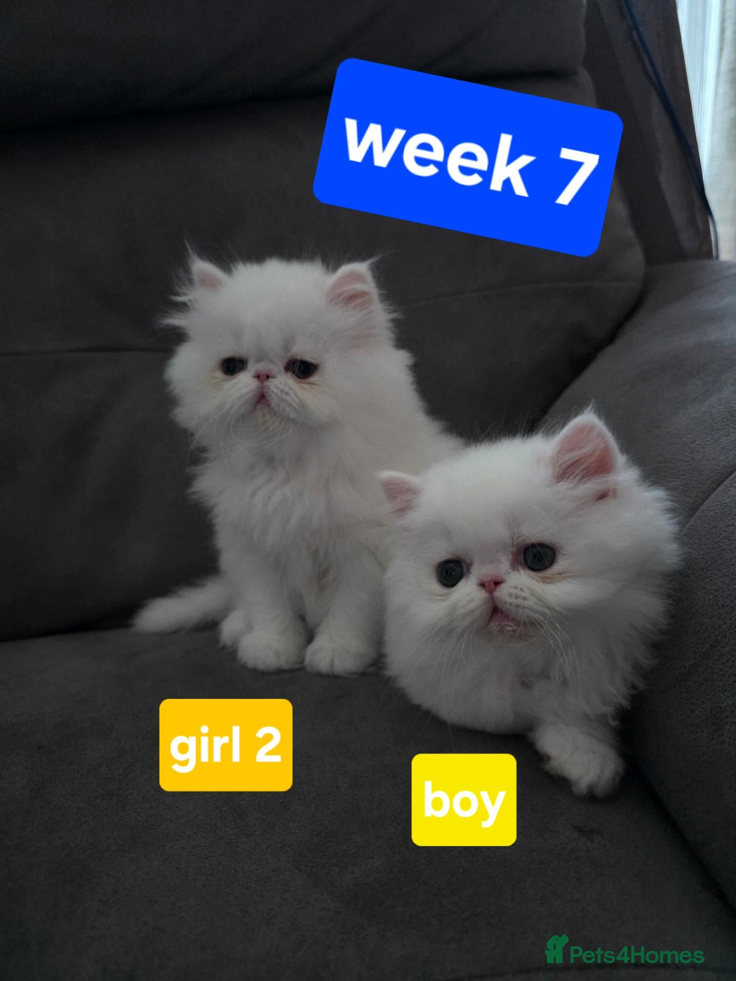 Persian cats ONLY 2 PERSIAN KITTENS LEFT-READY 14 SEPTEMBER ❤️ - Advert 1