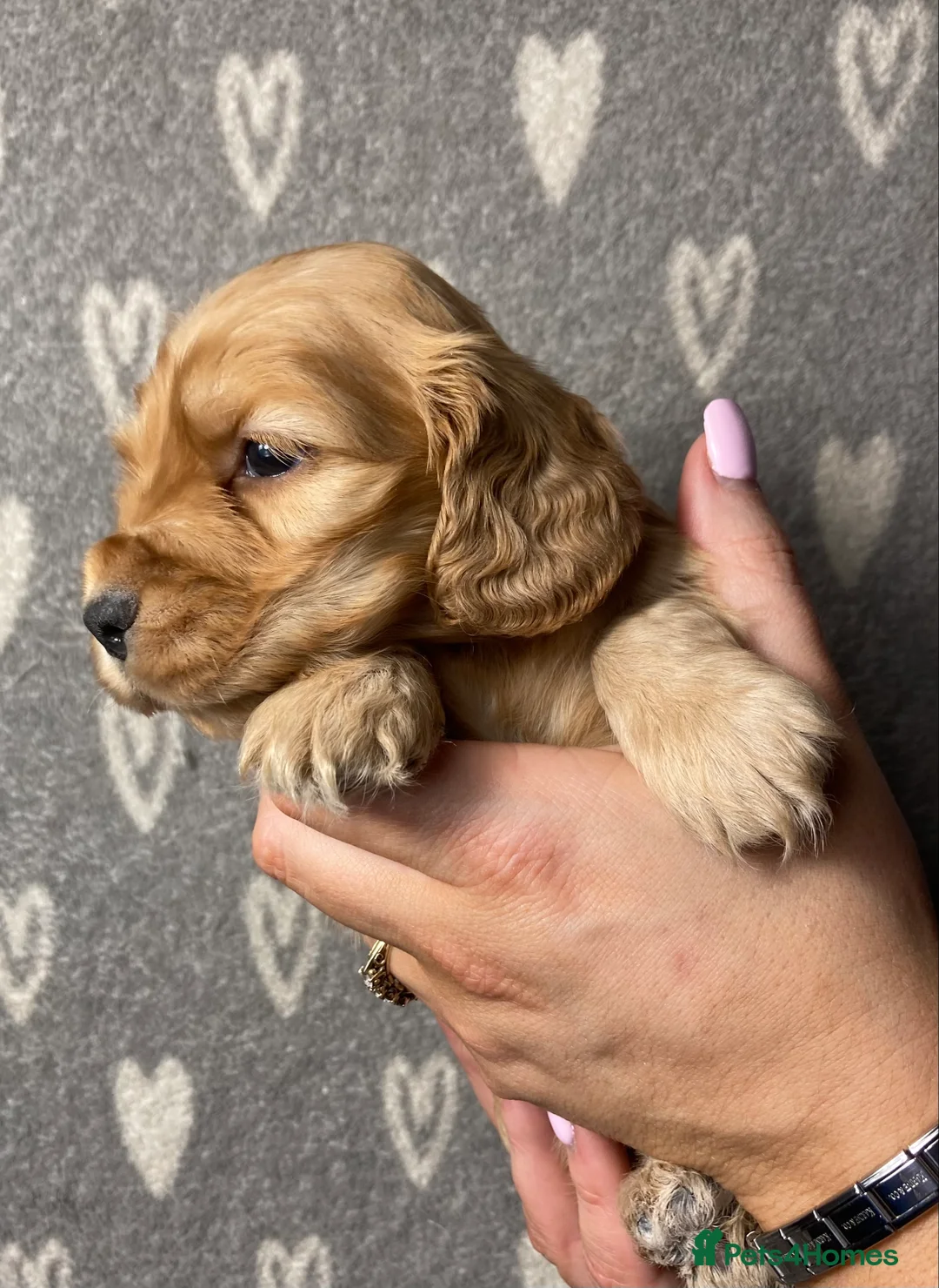 Cocker Spaniel dogs for sale: Show type cocker spaniels  - Advert 20