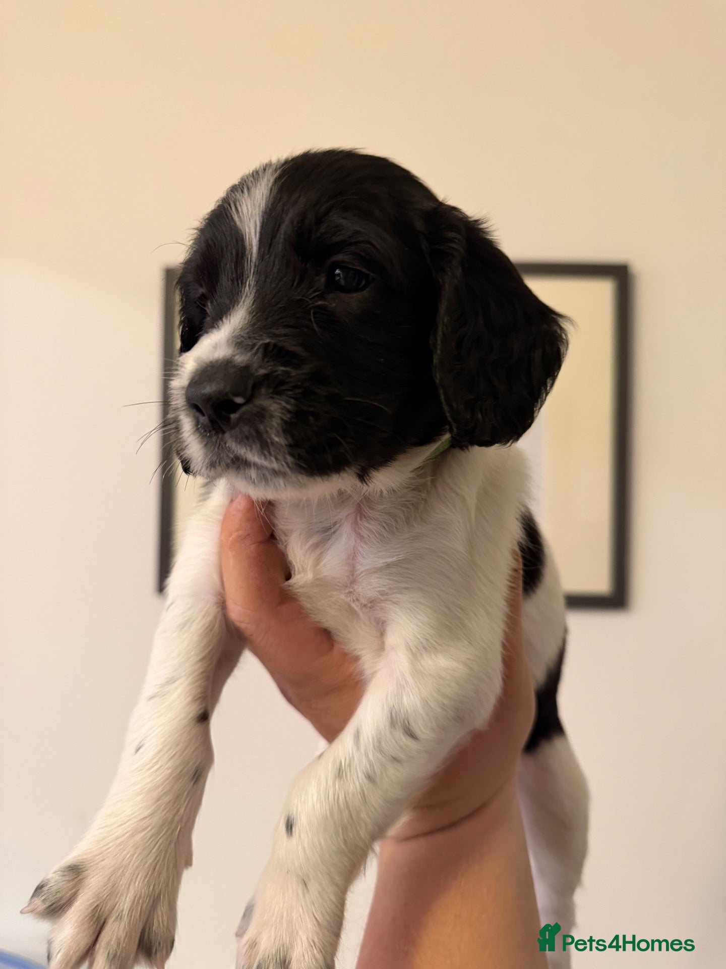 English Springer Spaniel dogs KC Reg - L&W B&W *Docked&Vetted* 3 Dogs available  - Advert 2