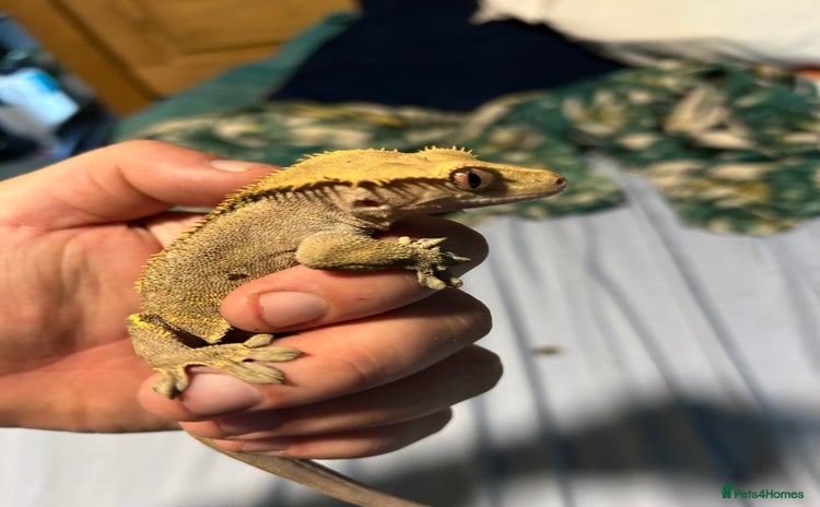 Gecko reptiles - Advert 20