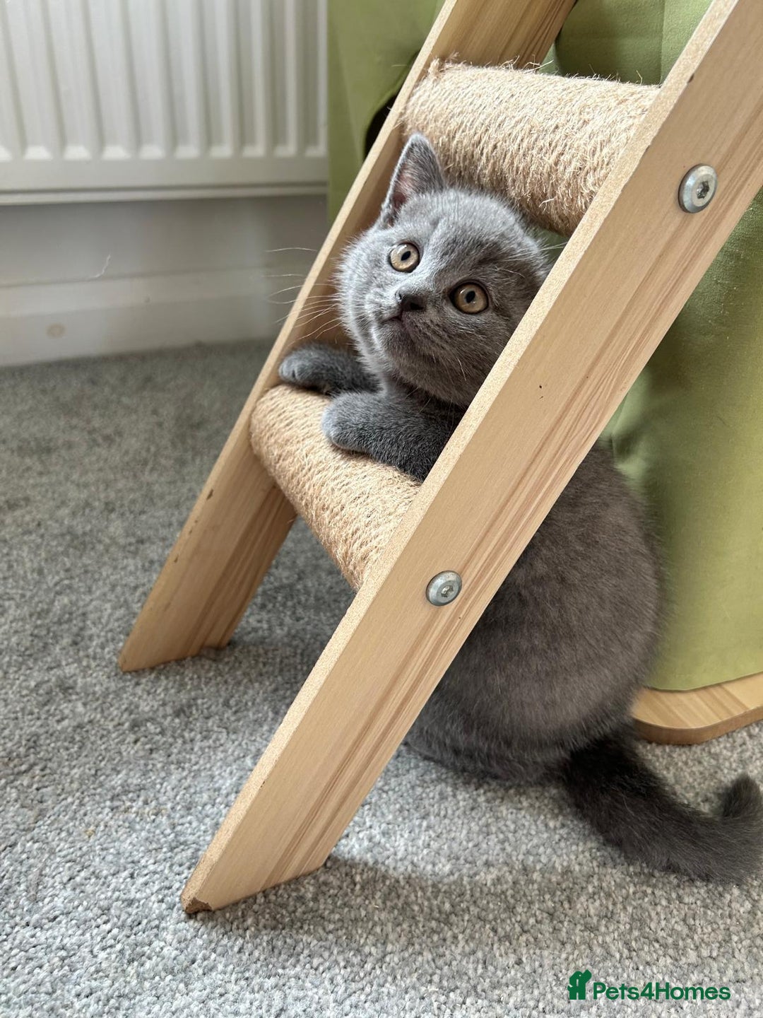 British Shorthair cats for sale: Blue British Shorthair  - Image 1