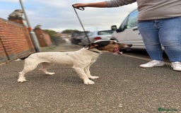 Jack Russell dogs for stud: Jack Russell stud  - Image 5