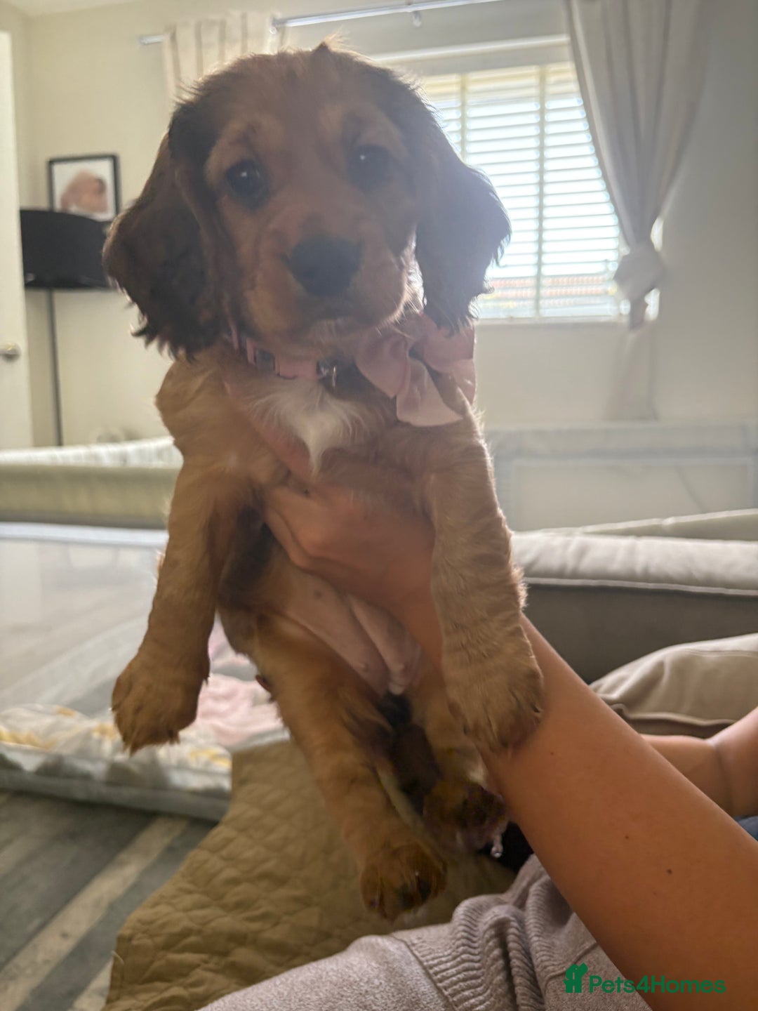 Cocker Spaniel dogs for sale: Last Cocker spaniel pup  - Image 4