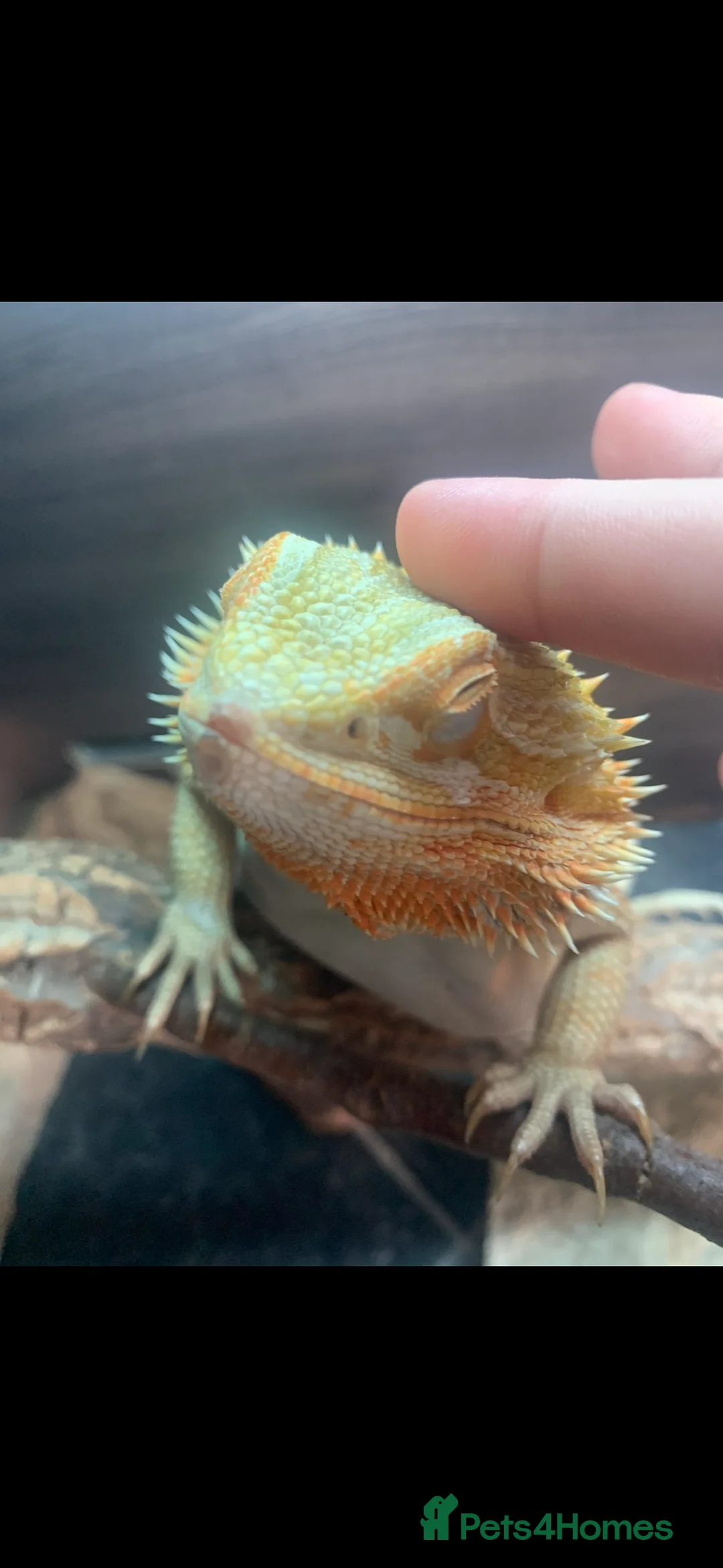 Bearded Dragon reptiles for sale: Female bearded dragon  in Stroud - Advert 3