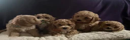 Cavapoochon dogs for sale: Cavapoochon puppies  - Advert 14