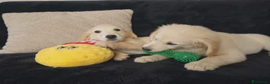 Venus Puppy 3