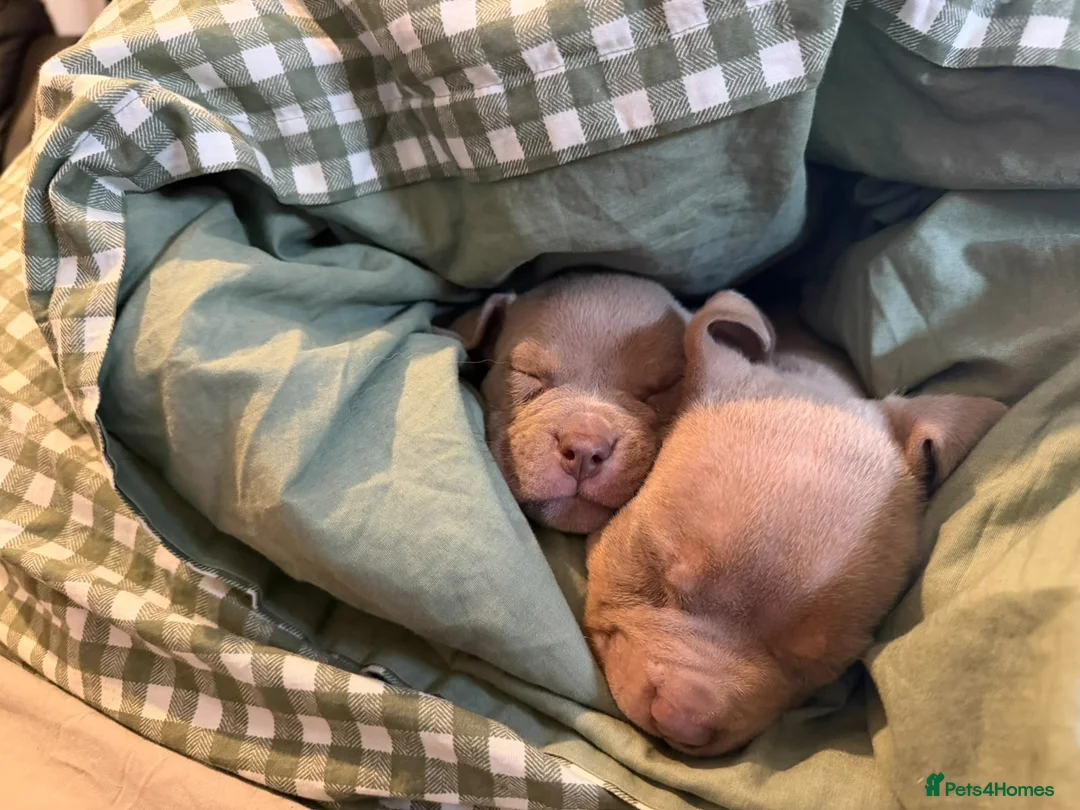 Shorty Bull dogs for sale: Two male pocket bullies  - Advert 1