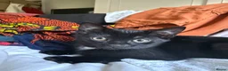 British Shorthair cats for sale: Kittens for sale in Westbury - Advert 3