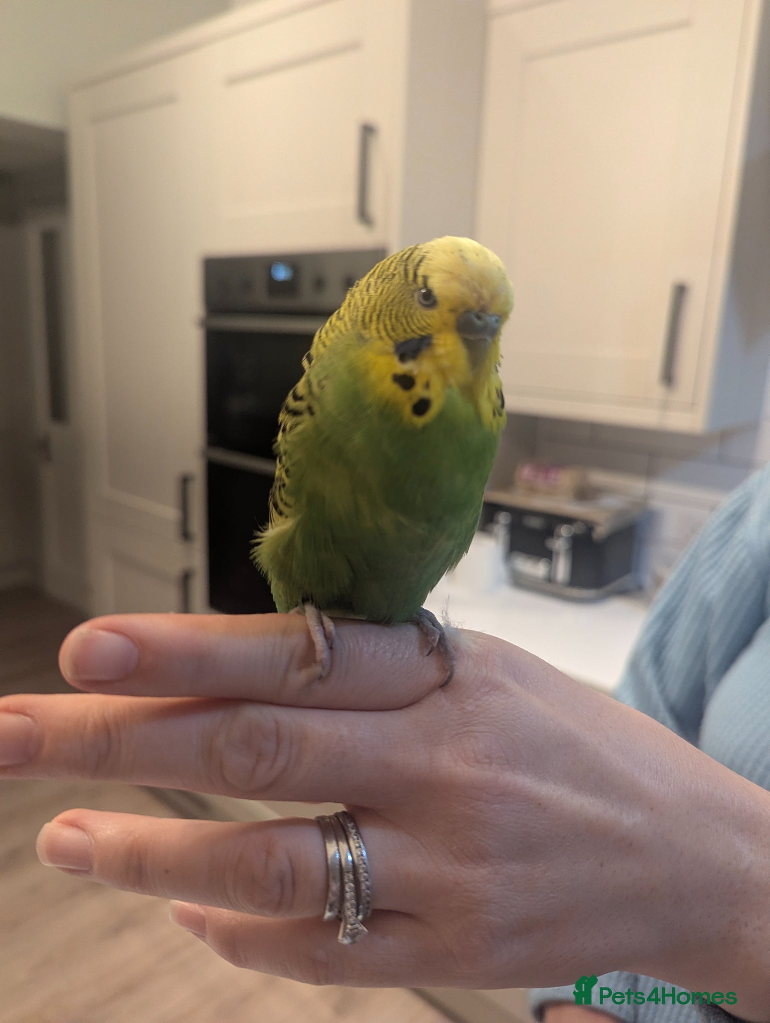 Budgerigars birds Boy budgie forsale - Advert 1