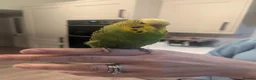 Budgerigars birds for sale: Boy budgie forsale in Chester - Advert 1