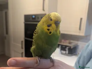 Budgerigars birds Boy budgie forsale - Advert 1