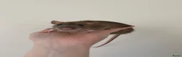 Rat rodents for sale: 4 Tame female rats - Advert 1
