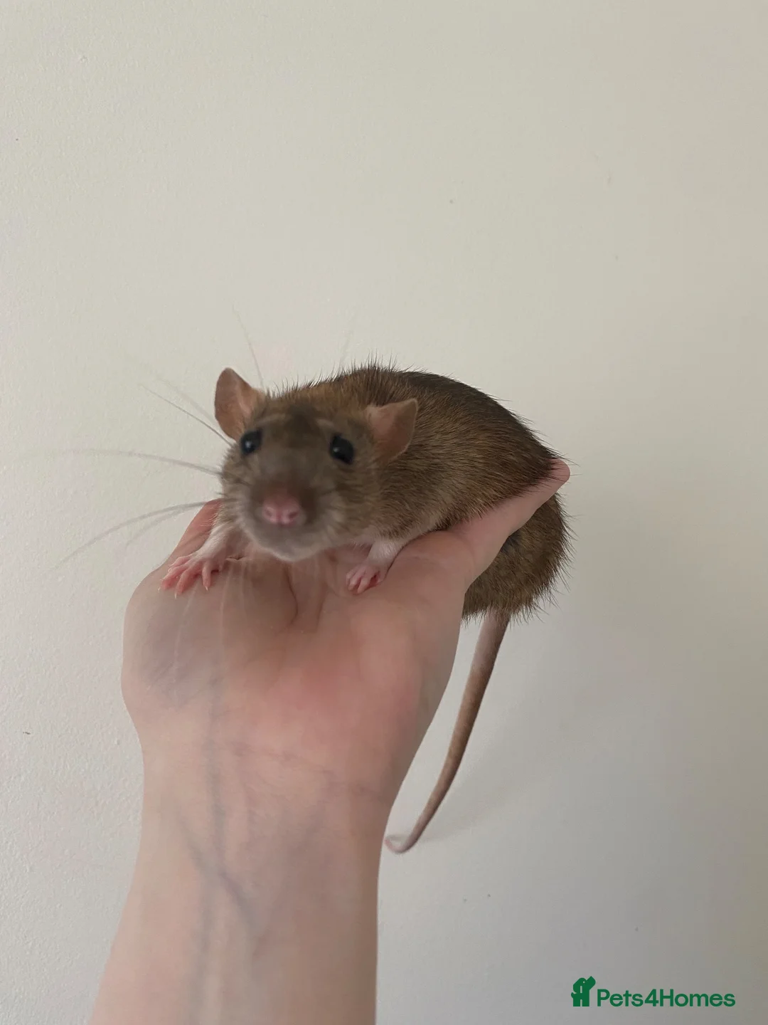 Rat rodents for sale: 4 Tame female rats - Advert 1