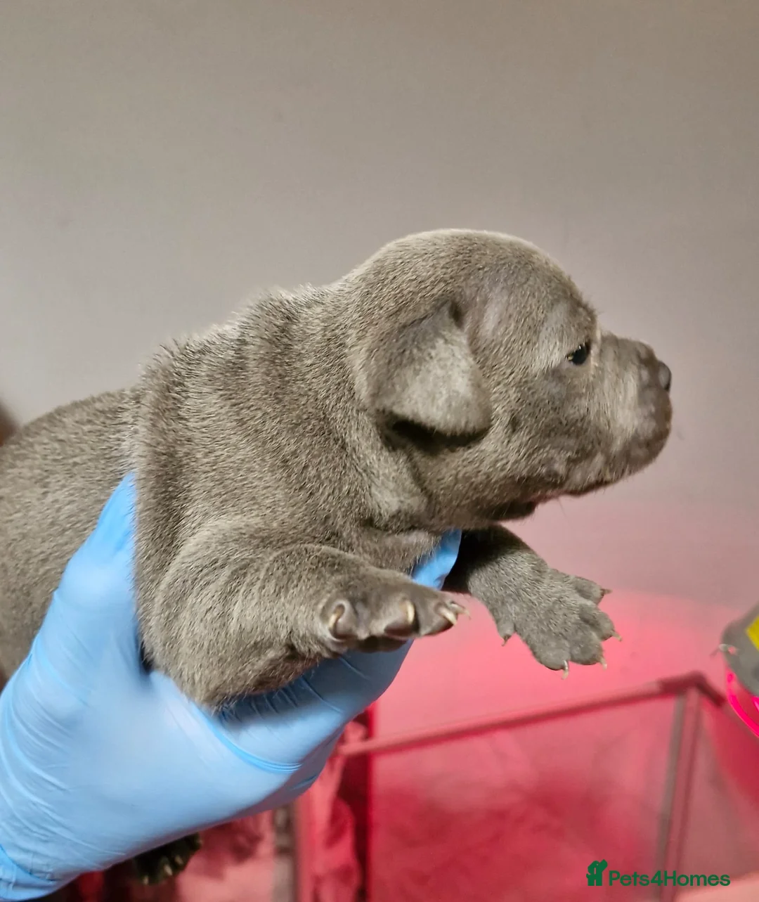 Staffordshire Bull Terrier dogs for sale: KC Staffordshire puppies champion lines - Advert 10