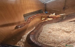 Corn Snake reptiles for sale: Red/orange corn snake and vivarium  - Image 9