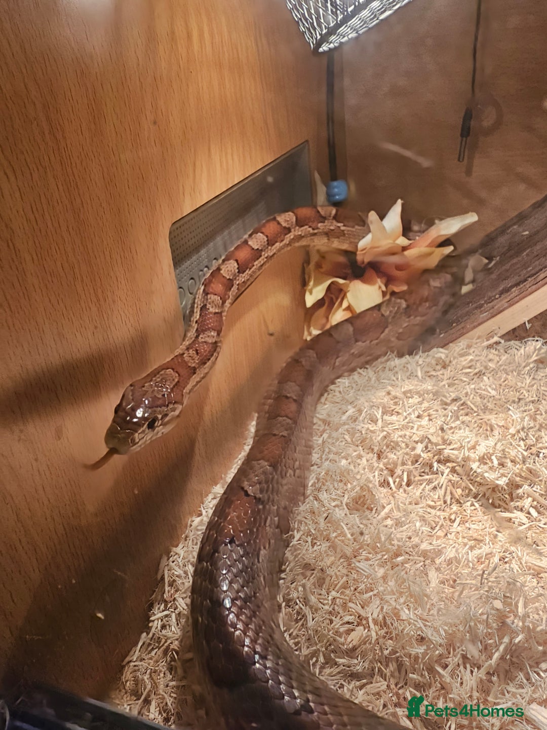 Corn Snake reptiles for sale: Red/orange corn snake and vivarium  - Image 9