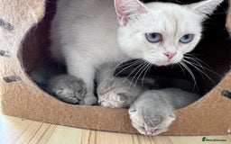British Shorthair cats for sale: 6 BSH kittens for sale - Image 3