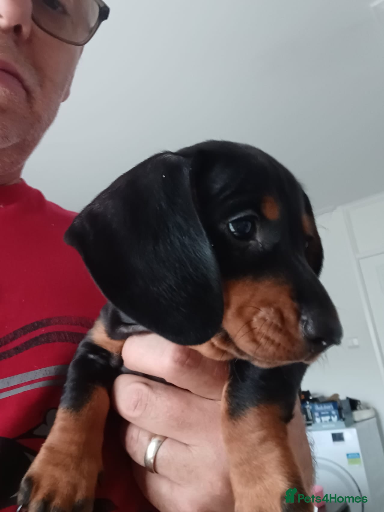 Miniature Dachshund dogs for sale: Adorable Miniature Dachshund Puppies Ready Now in Knottingley - Advert 13