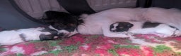 Papillon dogs for sale: Stunning papillon girls  - Advert 14