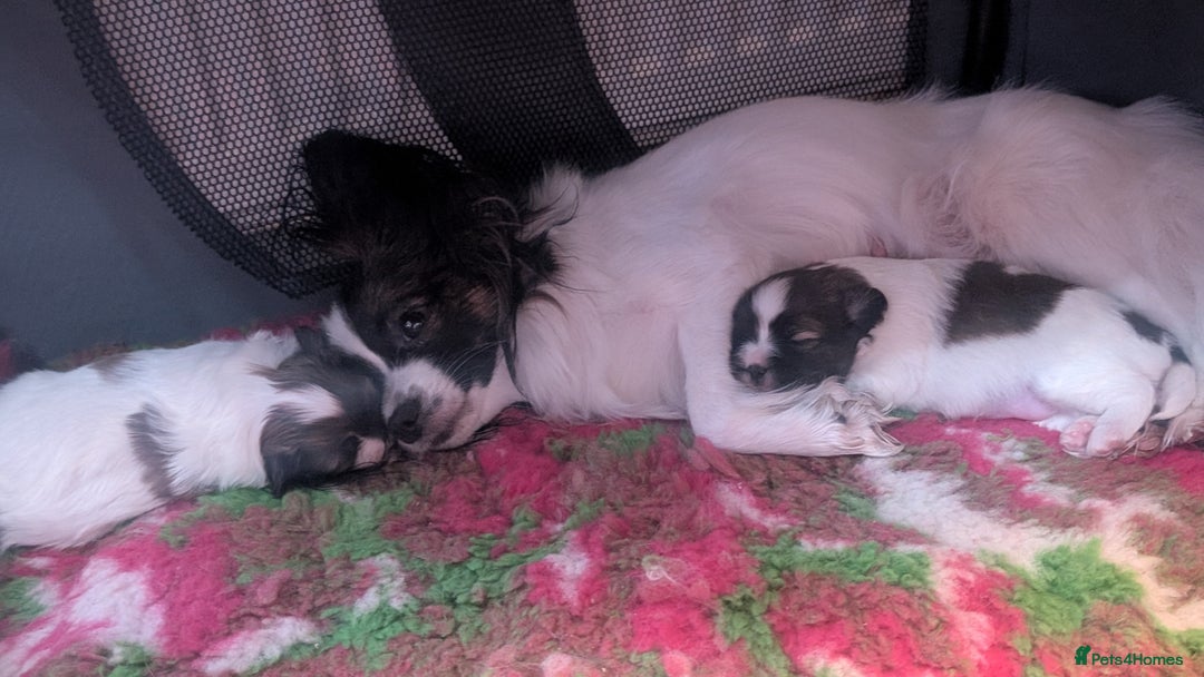 Papillon dogs for sale: Stunning papillon girls  - Advert 14