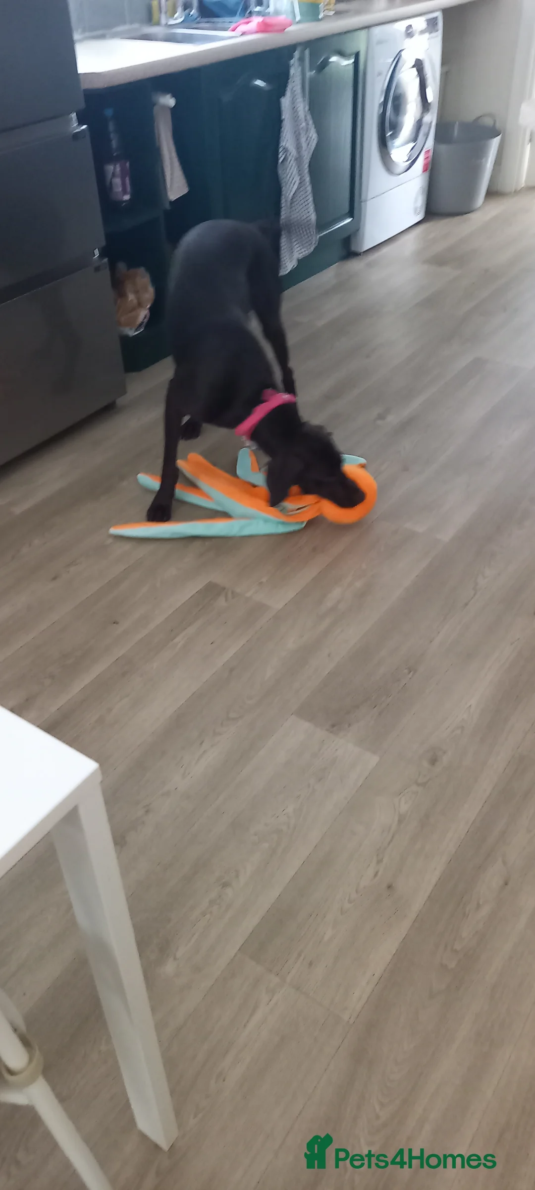 Mixed Breed dogs for sale: Our beautiful dog - Advert 3