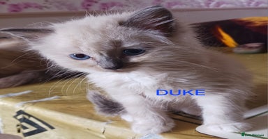 Ragdoll cats - Advert 9