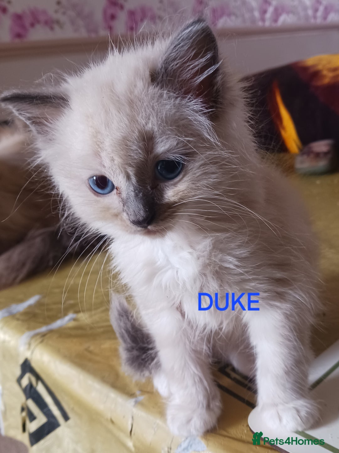 Ragdoll cats for sale: CUTE RAGDOLL KITTENS  - Image 3
