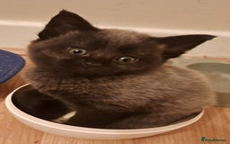Maine Coon cats for sale: Maine coon cross kittens  - Image 5