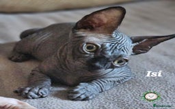 Sphynx cats for sale: Adorable Canadian Sphynx – Champion line - Image 5