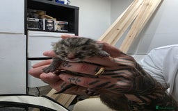 Ragdoll cats for sale: 4 female kittens  - Image 8