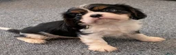 Cavalier King Charles Spaniel dogs for sale: KC Health Tested Cavalier King Charles Spaniel Pup - Advert 8