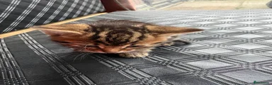 Mixed Breed Kitten 3